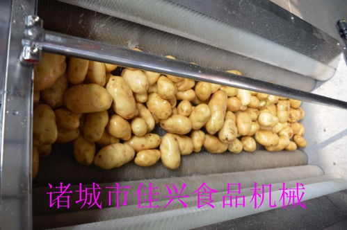 北票龙眼清洗线厂家批发 提升农产品品质，咨询我们获取专业解决方案