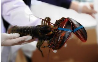 安徽“海味”新通道 合肥周谷堆进境食用水生动物指定口岸正式开检运行